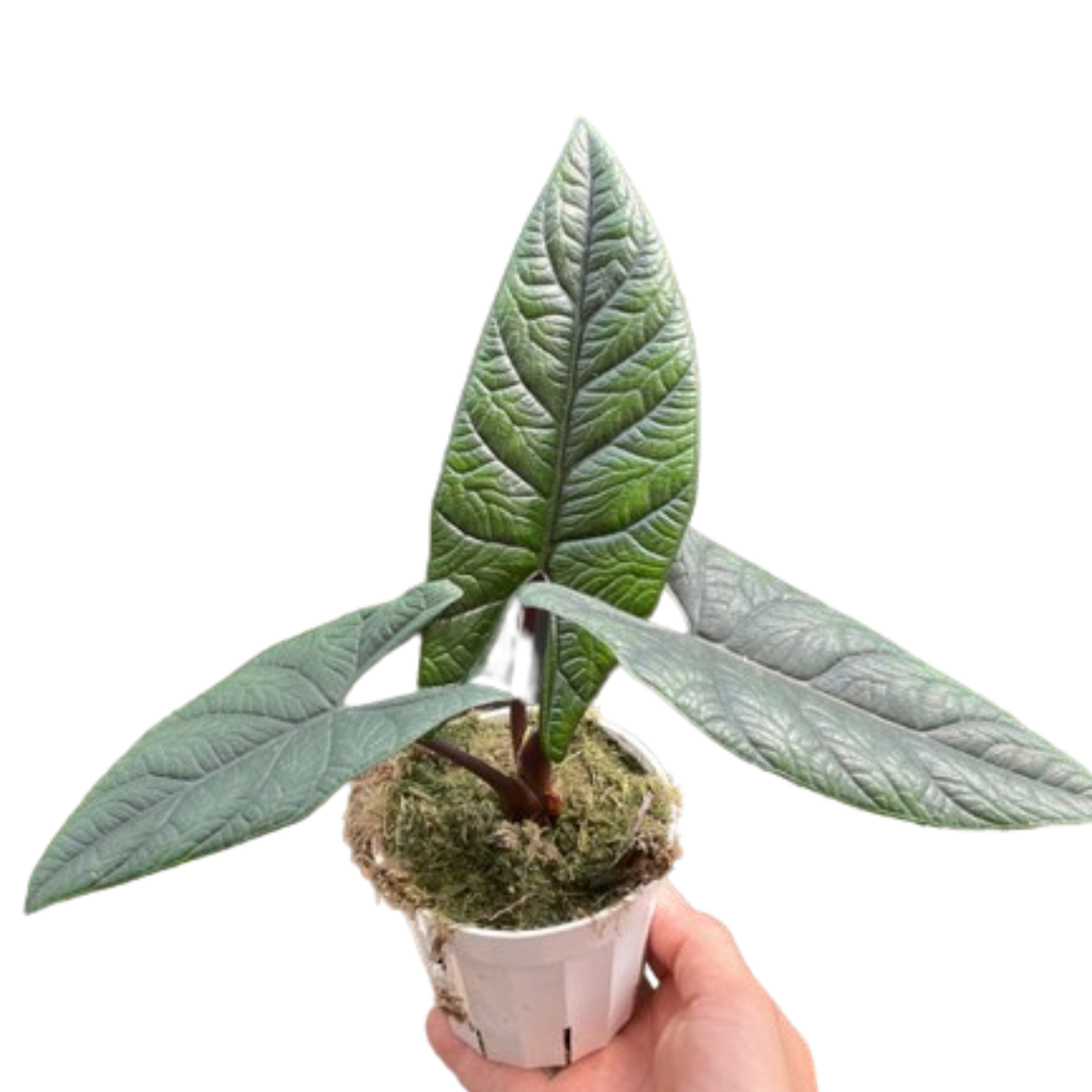 Alocasia 'Scalprum' - Rare Tropical Houseplant (4" Pot)