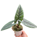 Alocasia 'Scalprum' - Rare Tropical Houseplant (4" Pot)