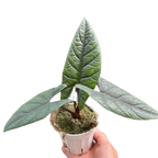 Alocasia 'Scalprum' - Rare Tropical Houseplant (4" Pot)