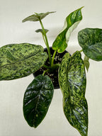 Alocasia 'Dragon Scale Mint'