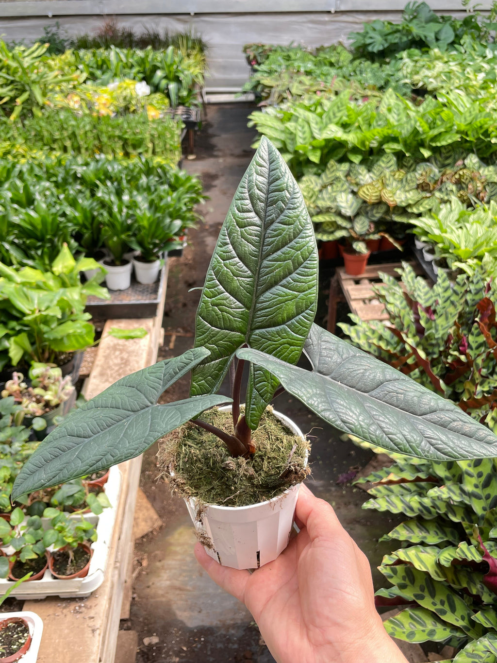Alocasia 'Scalprum' - Rare Tropical Houseplant (4" Pot)