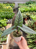 Alocasia 'Scalprum' - Rare Tropical Houseplant (4" Pot)