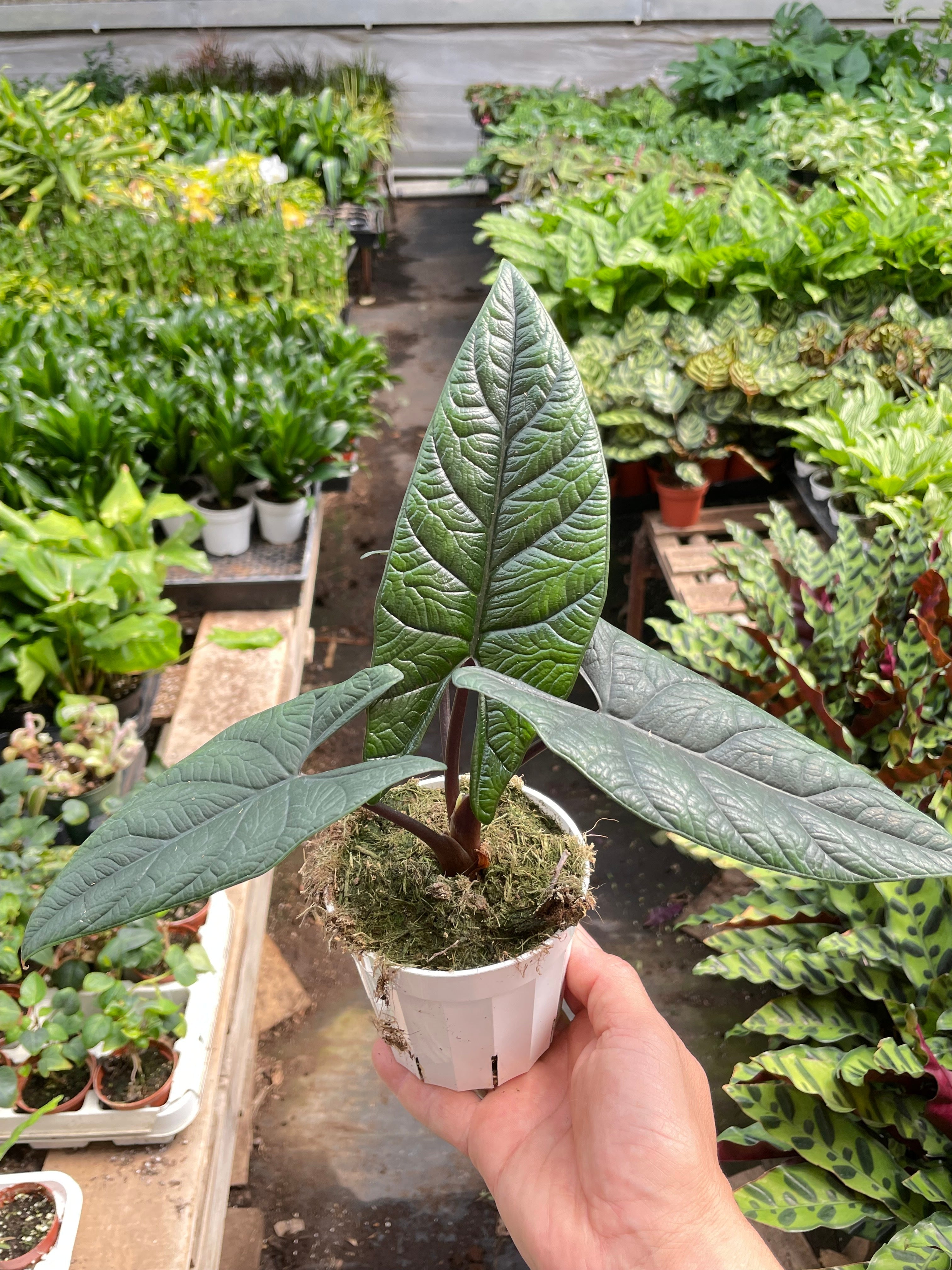 Alocasia 'Scalprum' - Rare Tropical Houseplant (4" Pot)