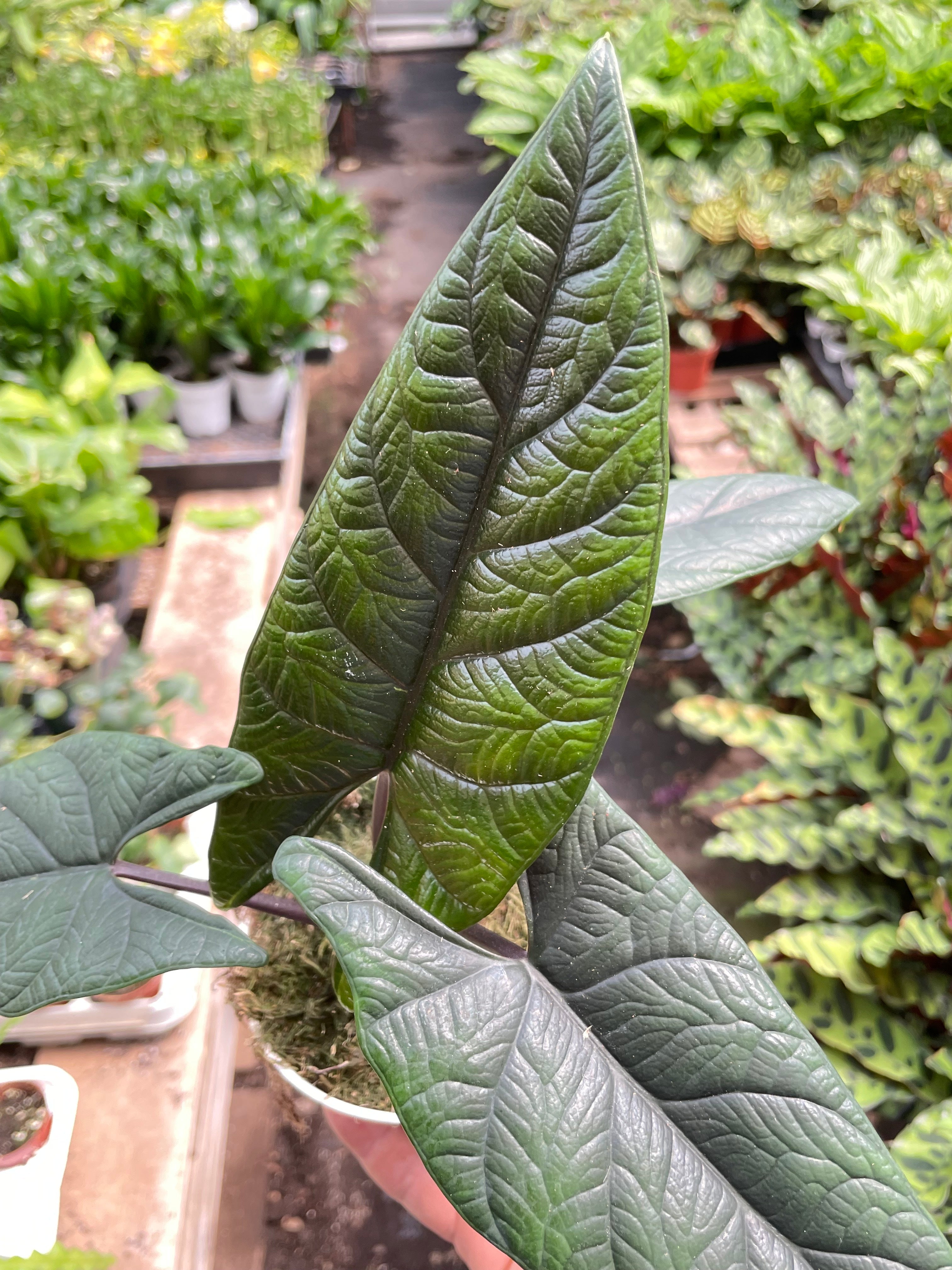 Alocasia 'Scalprum' - Rare Tropical Houseplant (4" Pot)