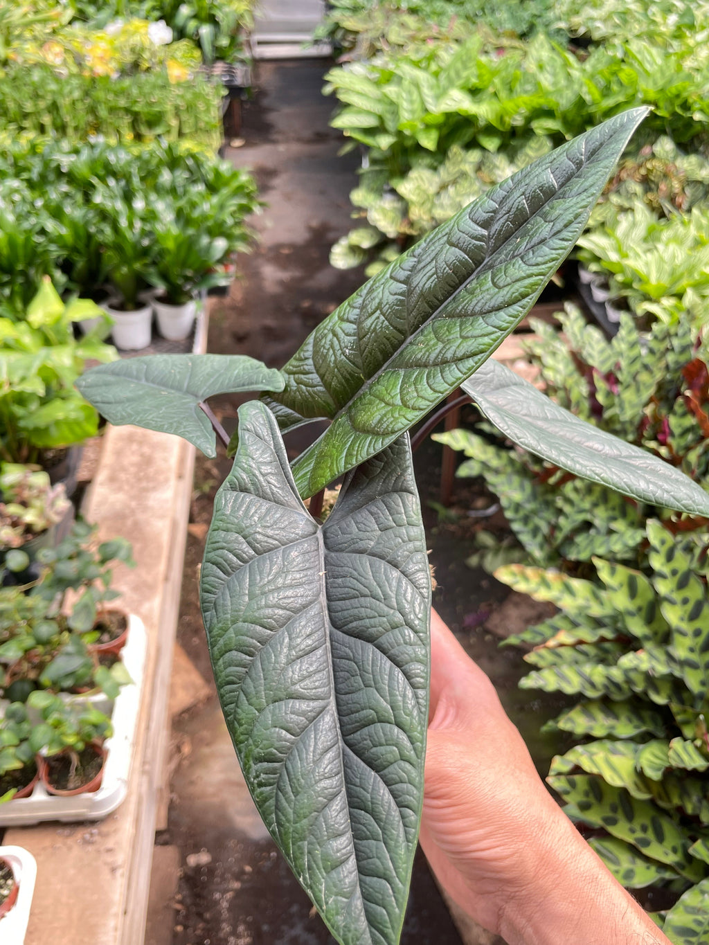 Alocasia 'Scalprum' - Rare Tropical Houseplant (4" Pot)