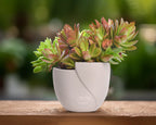 Charming Succulent Face Flower Pots - Set of 2 Stylish Ceramic Planters for Indoor/Outdoor Decor with Drainage in Elegant Brown